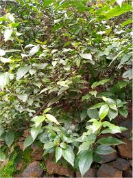 Image result for Rhamnus prinoides
