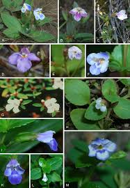 Image result for Stemodiopsis buchananii