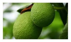 Berbeda dengan buah sukun muda yang harus diolah lebih lanjut agar bisa dimakan. Breadfruite Buah Sukun Steemit