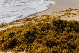 Toxic Gas, Livelihoods Under Threat And Power Outages: How A Seaweed Causes  Chaos In Caribbean | Oceans | The Guardian
