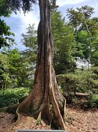 Image result for Heritiera