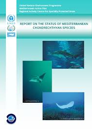 Jeff lowe plumbing, heating and air conditioning, inc. Pdf Unep Map Rac Spa 2007 Report On The Status Of Mediterranean Chondrichthyan Species