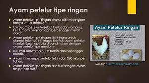 We did not find results for: Manajemen Pemeliharaan Petelur Ppt Download