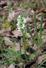 Image result for Platycoryne pervillei