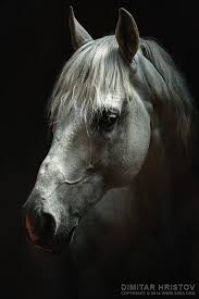 Black And White Horse Images Hd White Horse Portrait Horse Head Horses White Horses Beautiful Horses