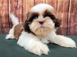 Maybe you would like to learn more about one of these? Shih Tzu Puppies Petland Las Vegas Nv