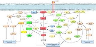 Read about breast cancer in women, the most common type of cancer in the uk, including information on symptoms, causes, diagnosis, treatment and prevention. Frontiers Non Braf Mutant Melanoma Molecular Features And Therapeutical Implications Molecular Biosciences