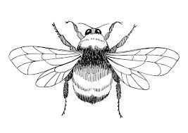 Coloring Page Bumblebee Free Printable Coloring Pages Img 18752