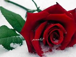 Steve smigiel i'll give you what you need to do the song, including all the words. Bette Midler The Rose Youtube