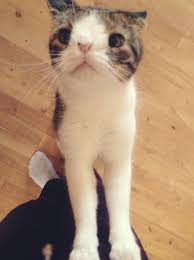 Monty The Special Cat With A Big Heart Love Meow Cute Animals Down Syndrome Cat Cats