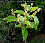 Image result for Bivinia jalbertii