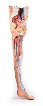 However, it is important to note that the abdomen starts much higher than most of us realize. Lower Limb Superficial Dissection With Male Left Pelvis 3d Anatomy Series Erler Zimmer