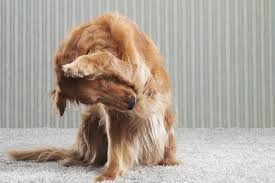 One of my favorite additions to my outdoor. How To Get Rid Of Fleas In Your Home