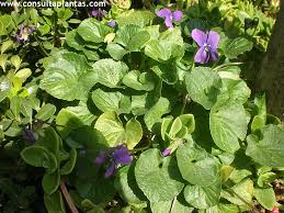 These plants will bloom constantly, but flowers will be more plentiful if you deadhead the spent flowers. Viola Odorata Or Common Violet Care And Growing