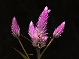 Image result for Celosia elegantissima