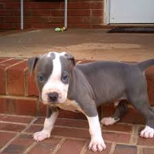6 Week Black And White Pitbull Puppy Pin On Furry Friends
