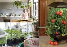 Maybe you would like to learn more about one of these? Indoor Vegetable Gardening Home Decorating Ideas Indoor Vegetable Gardening Indoor Vegetables Container Gardening Vegetables