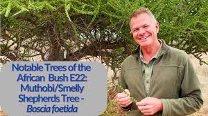 Image result for Boscia foetida