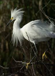 Water Birds Of Central Florida Snowy Egret Everglades Florida Parks Everglades National Park Everglades Florida