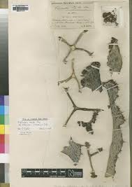 Image result for Phyllanthus manicaensis