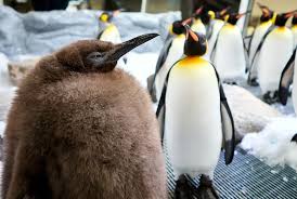 Image result for penguin