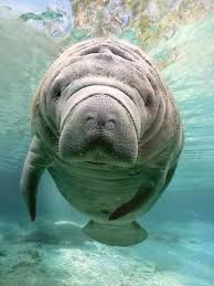 We did not find results for: Florida Manatee Or Sea Cow I Just See Beautiful And Reminds Me Of Home Think This Will Be My Next Pastel Dr Animals Beautiful Cute Animals Ocean Animals