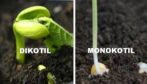 More images for gambar tumbuhan monokotil » Perbedaan Tumbuhan Dikotil Dan Monokotil Disertai Dengan Tabel