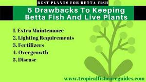 In this guide, you'll learn about the best plants for betta fish tanks. Java Fern For Betta Fish Is It The Best Plant For Your Betta
