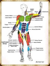 Insan Kas Anatomisi 2020 Insan Anatomisi Duz Kas