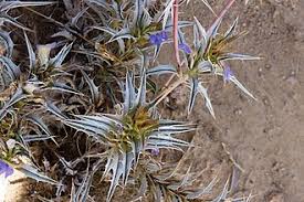 Image result for Blepharis acanthodioides