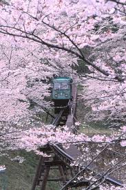 slope car at cherry blossoms in funaoka castle miyagi japan photo scenery places to see