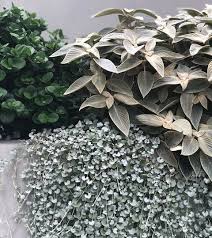 Strobilanthes Gossypinus Adam Robinson Design Pool Landscaping Plants Landscaping With Rocks