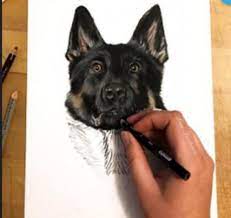 After you have your outline finished, you should begin lightly drawing in the fur. Drawing Realistic Animal Fur Prismacolor