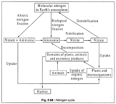 Incorporation Of Ammonia Into Organic Compounds