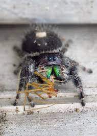 Sign In Jumping Spider Arthropods Macro Photography Insects