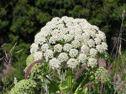 Статья из серии продвинутый ликбез. Borshevik Sosnovskogo Borshevik Sosnovskogo Heracleum Sosnowskyi Rasprostranenie Morfologicheskoe Opisanie Plod Cvetki Korni Stebel Listya Sreda Proizrastaniya Zagotovka Lekarstvennogo Syrya Borshevik Primenenie Narodnoj Medicine Kartina Otravleniya