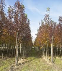 Image result for Fraxinus angustifolia