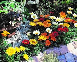 Gazania is also called treasure flower. Gazania Rigens Gazoo Formula Mix Muller Seeds