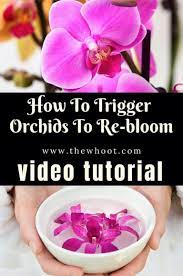 How To Make An Orchid Plant Rebloom Video Instructions The Whoot Orchid Plants Orchid Planters Orchid Plant Care