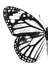 Monarch Butterfly Left Butterfly Wing Vintage Butterflies Black And White Art Butterfly Black And White Black And White Stickers Black And White Canvas
