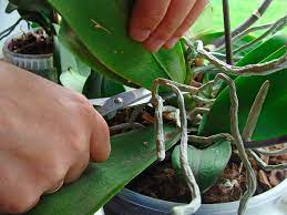 If you do this, your orchid will grow stronger and healthier leaves or flowers. How To Prune An Orchid Step By Step Guide Brilliant Orchids