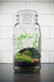 Giant Ball Jar Terrarium Terrarium Beautiful Terrariums Garden Terrarium
