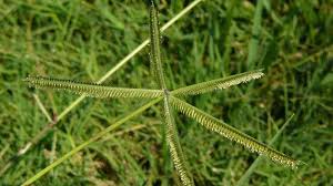 Image result for Dactyloctenium aegyptium