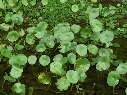 Image result for Hydrocotyle