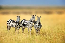 Image result for zebra