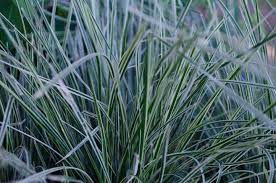 Image result for Deschampsia cespitosa
