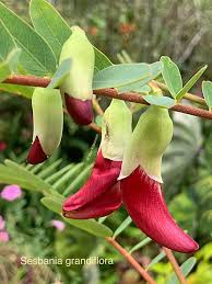 Image result for Sesbania macrantha