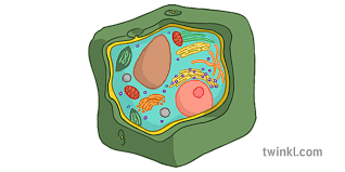 Maybe you would like to learn more about one of these? Plant Cell No Labels 1 Illustration Twinkl