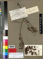 Image result for Olax pentandra