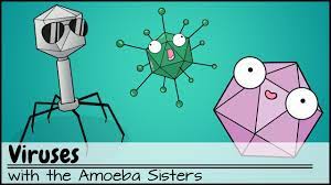 Immune System Youtube